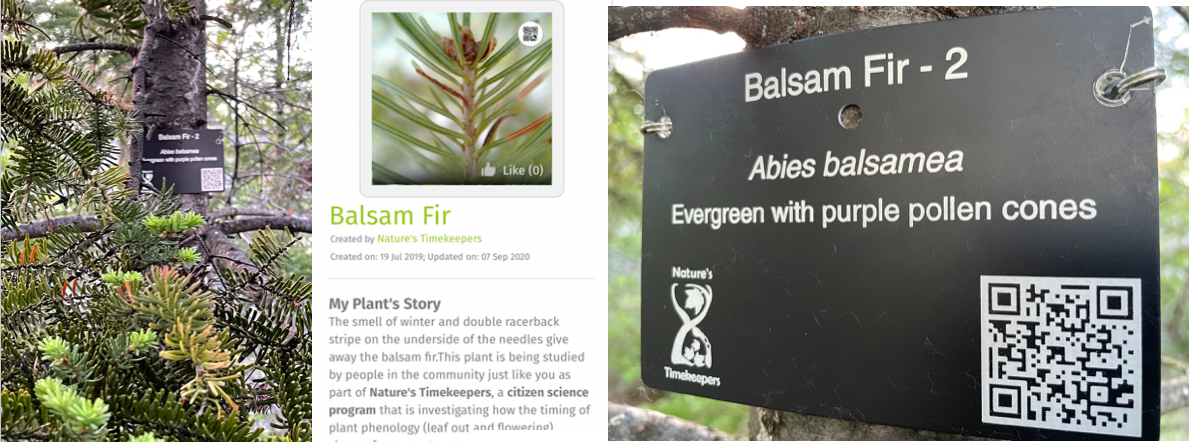 The Balsam tree with the sign, the QR code info, and the QR code signage detail.