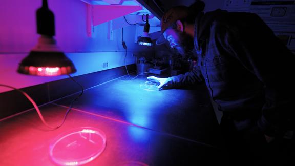 Chemistry master&#039;s student, Mady Larson, inspects a petri dish under blue and red lights in a lab at the University of Minnesota Duluth.