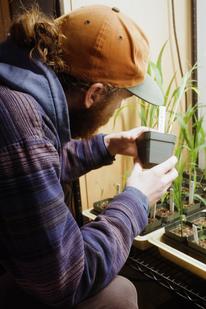 Chemistry master's student, Mady Larson, handles and inspects a sorghum bicolor seedling, a plant closely related to corn.