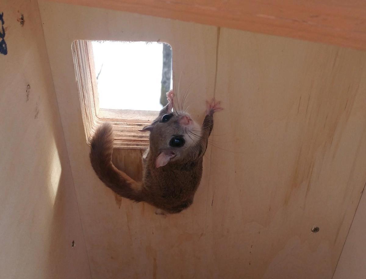 A flying squirrel clinging to a plywood wall.