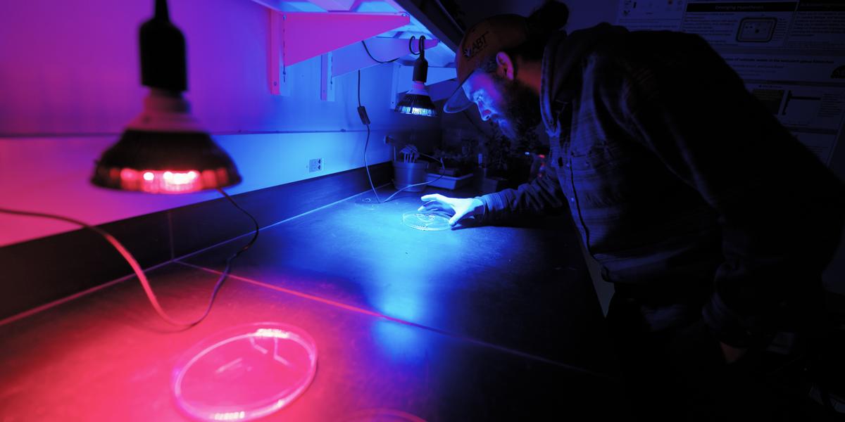 Chemistry master's student, Mady Larson, inspects a petri dish under blue and red lights in a lab at the University of Minnesota Duluth.