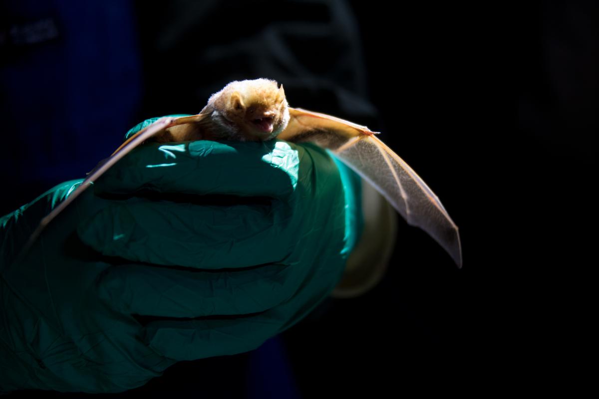 A little brown bat being held by someone wearing green winter gloves