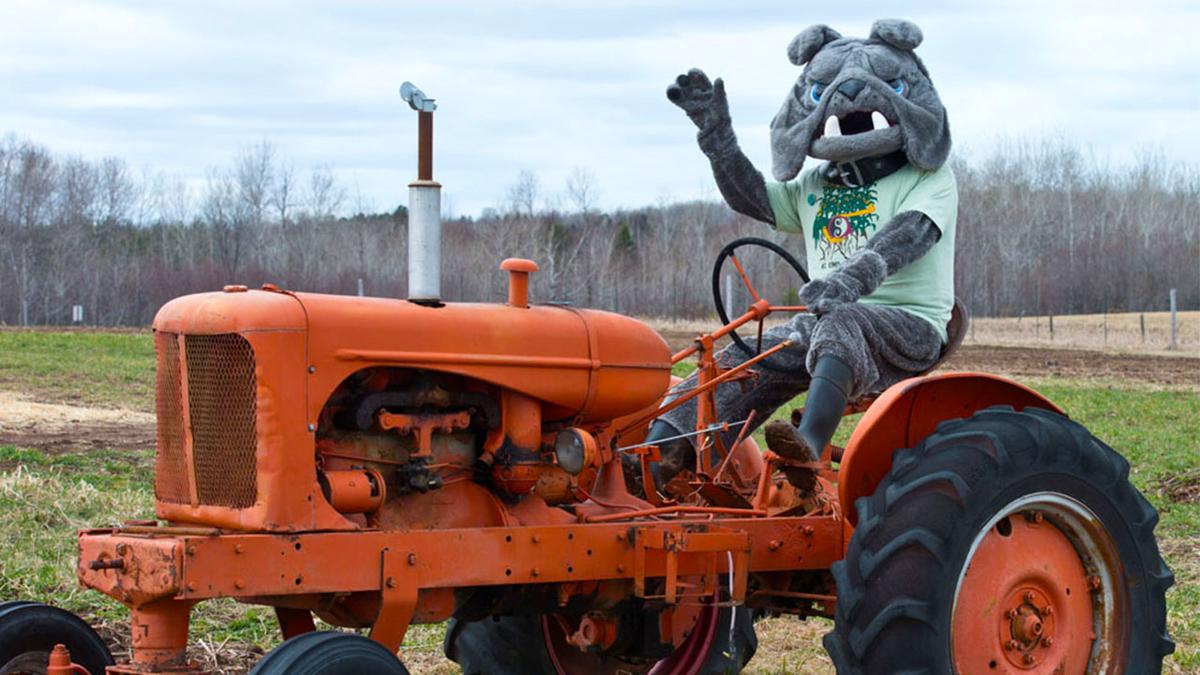 Champ on a tractor