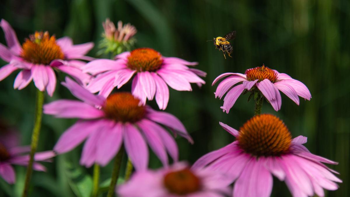 Bee flying above echinacea flowers