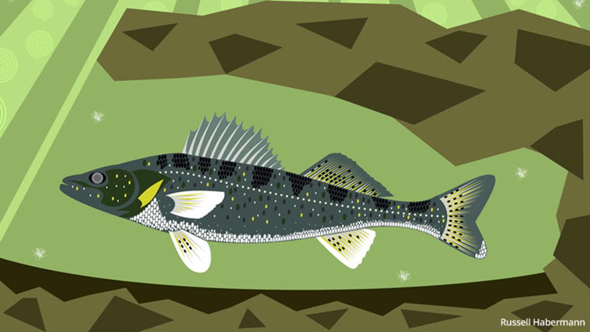 Graphic of fish 