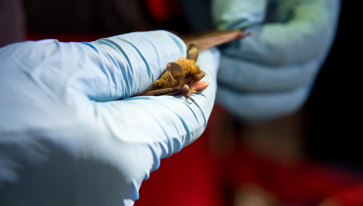 Closeup of bat in researcher's hands