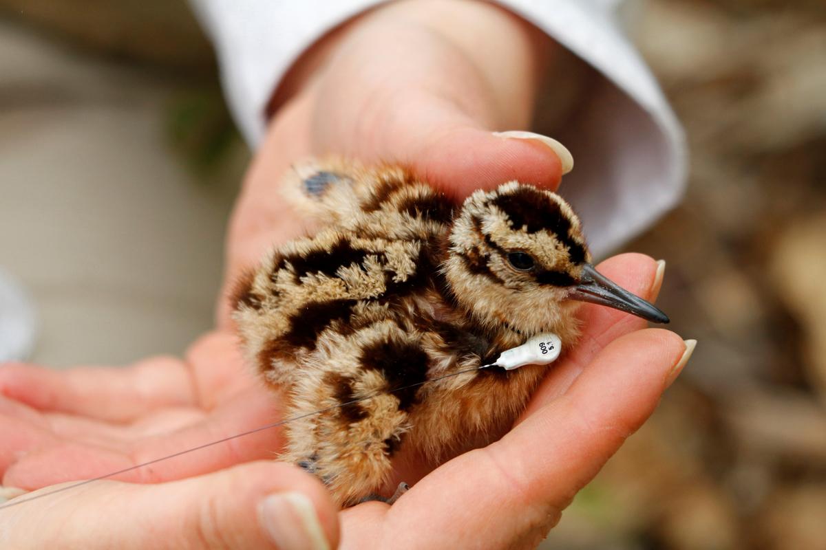 Photo by Michael Furtman: A baby woodcock chick being held in a person's hands.