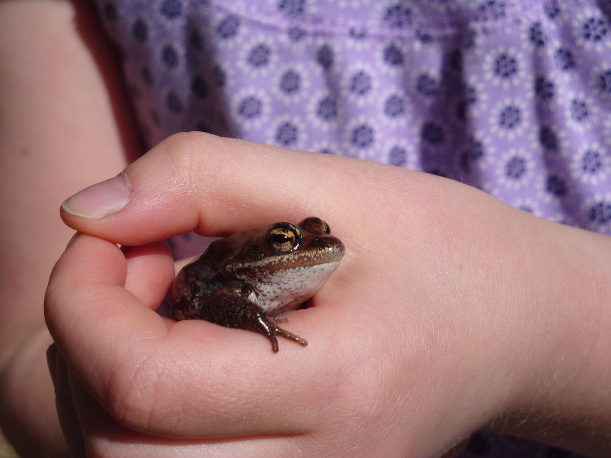 Frog gently held in a person's hand