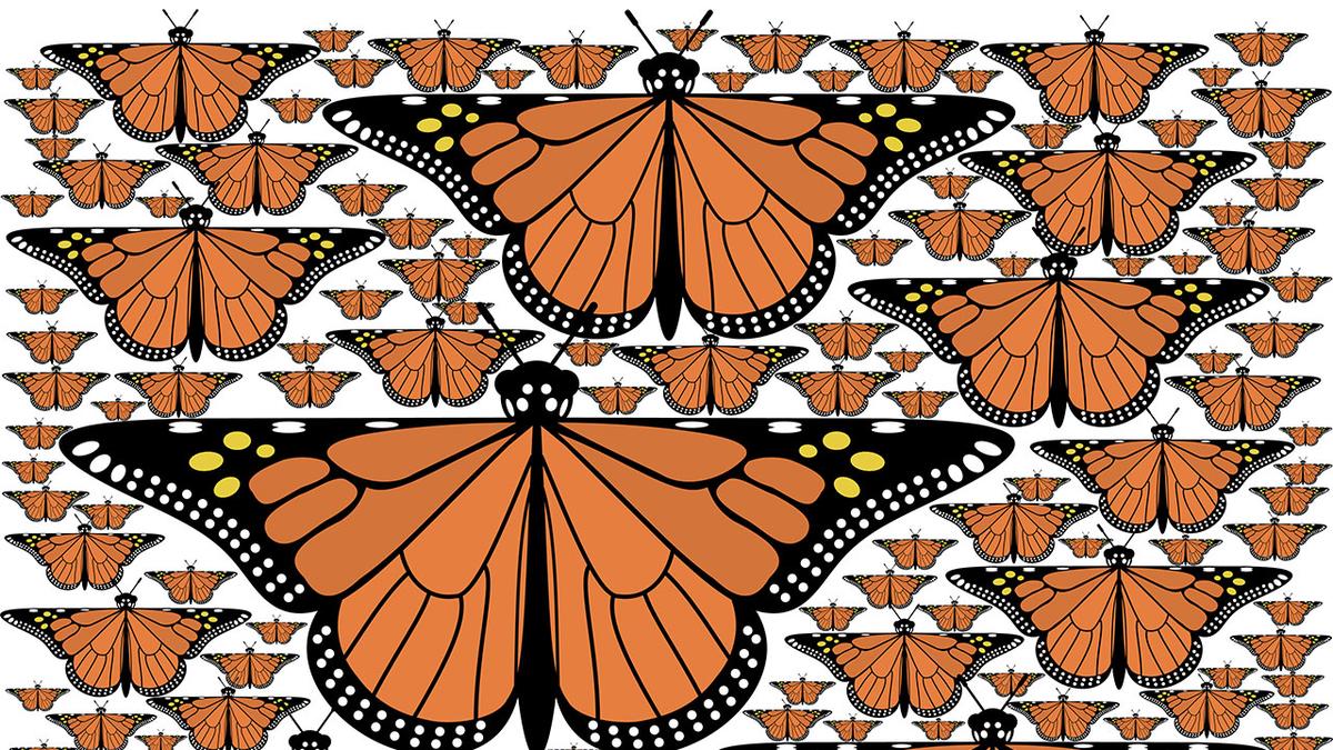 UMD Professor Douglas Dunham's work "Fractal Monarchs"