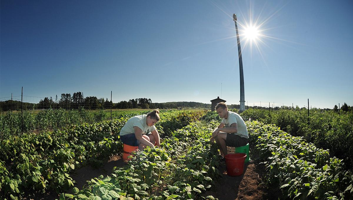 Two students picking veggies at UMD's farm