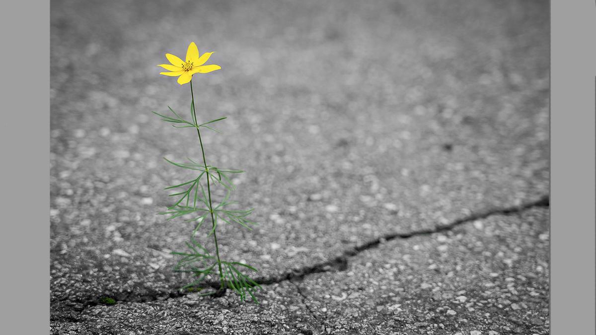 Flower growing out of a crack in asphalt