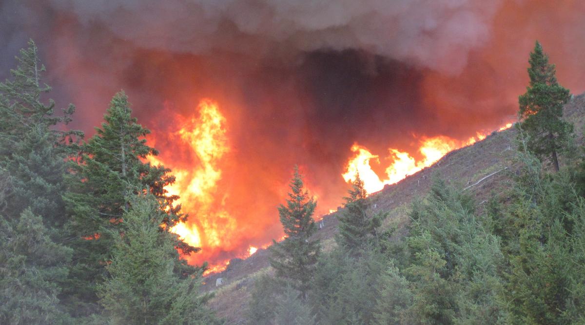 Flames in pine trees - Forest fire in Oregon