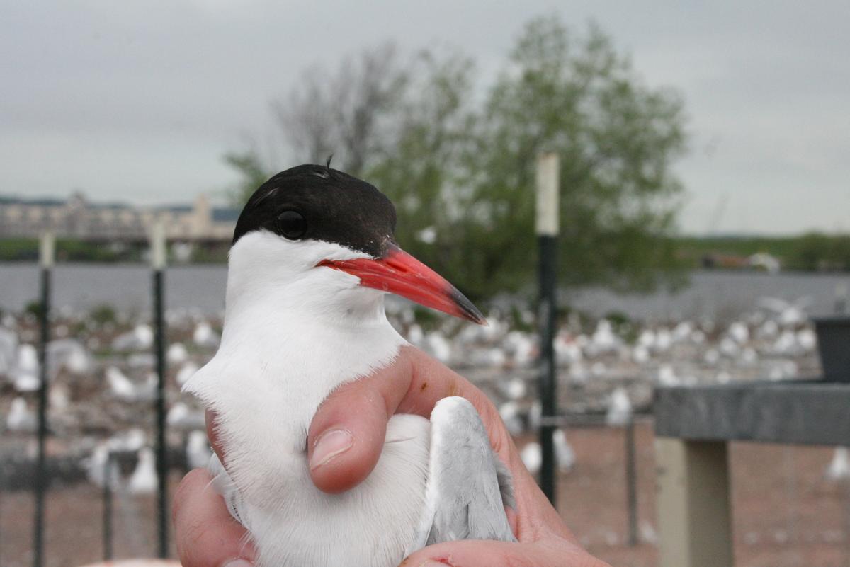 Common tern held by a researcher.