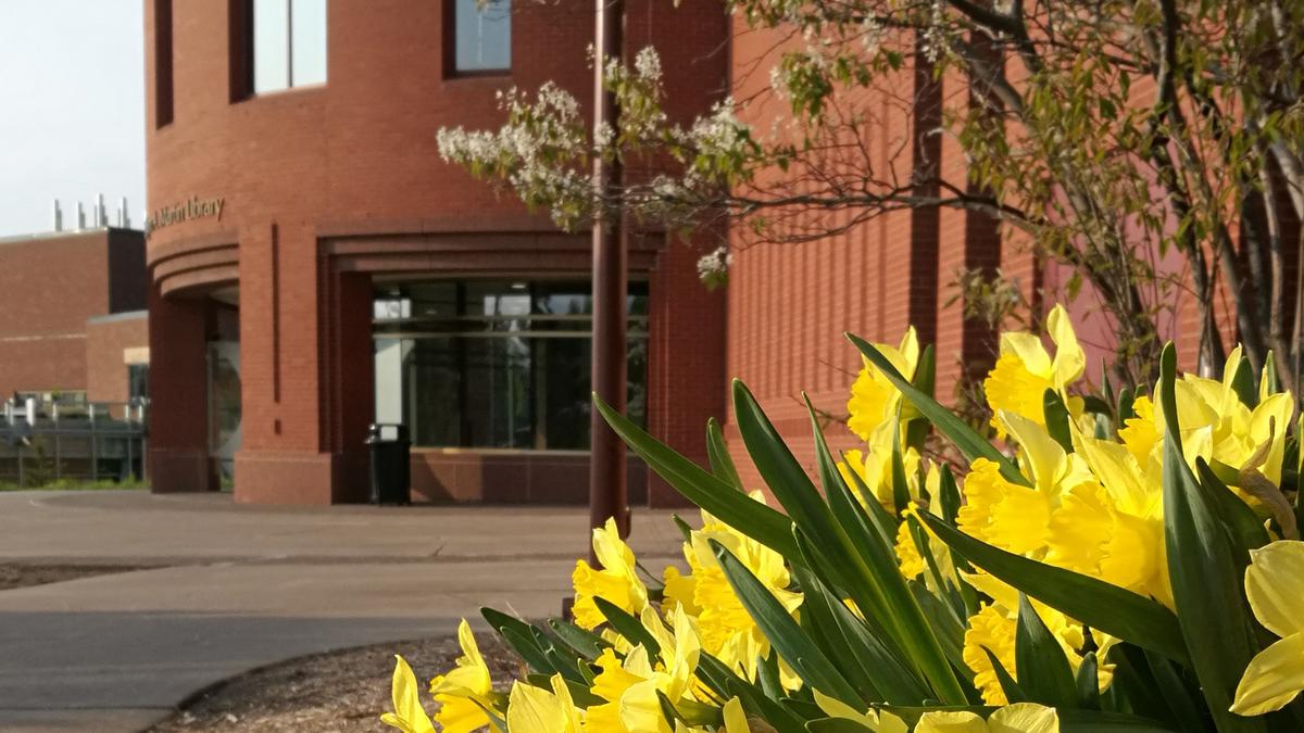 Outside the main entrance of the UMD Kathryn A. Martin Library with daffodils in foreground
