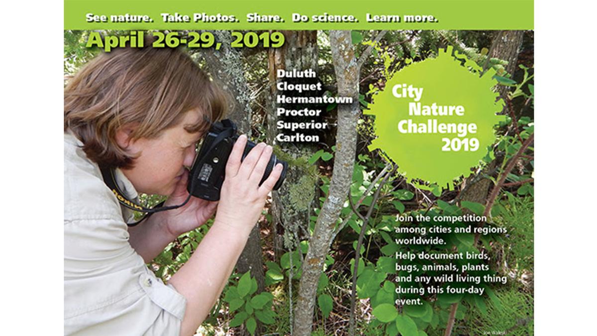 Woman taking picture of tree, with the words "See nature. Take photos. Share. Do science. Learn more. April 26-29, 2019, Duluth, Cloquet, Hermantown, Proctor, Superior, Carlton, City Nature Challenge 2019. Join the competition among cities and regions