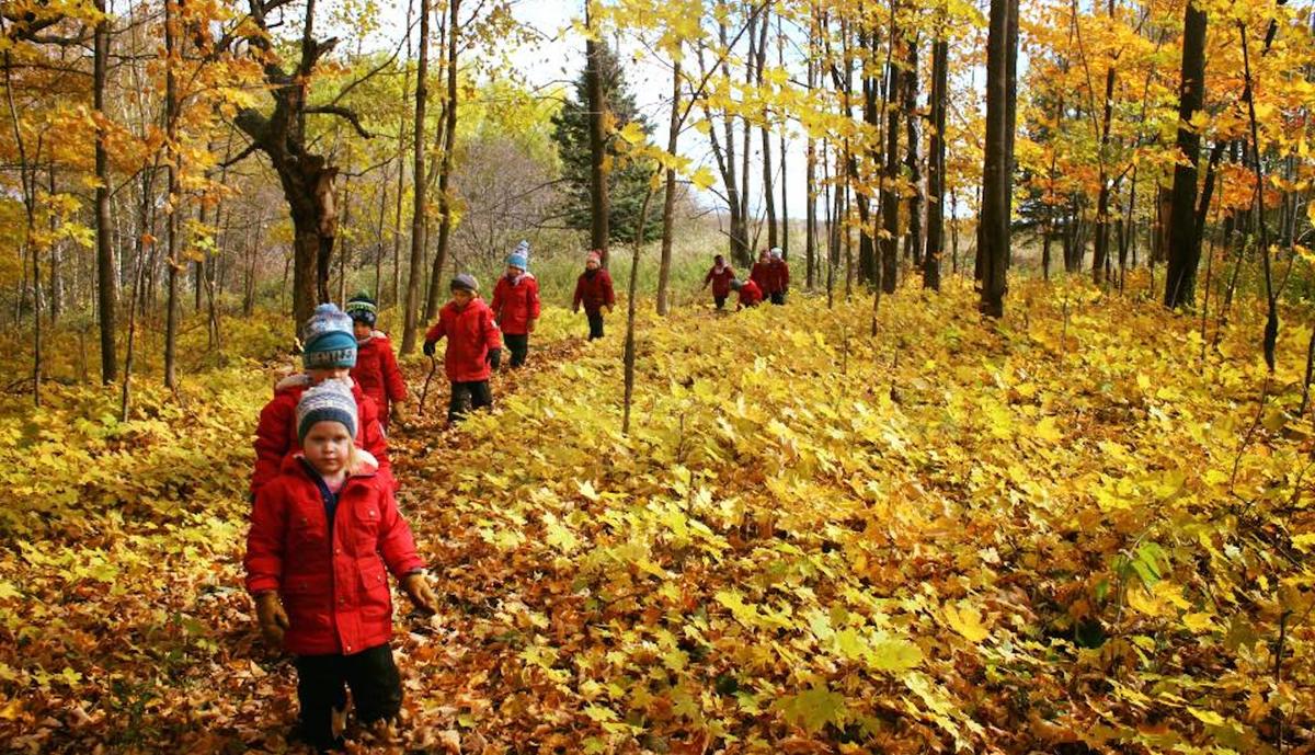 Children walk in the woods