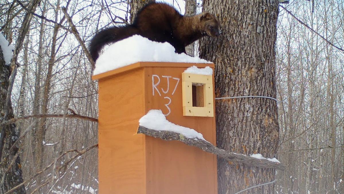 UMD NRRI photo of Fisher on top of fisher box