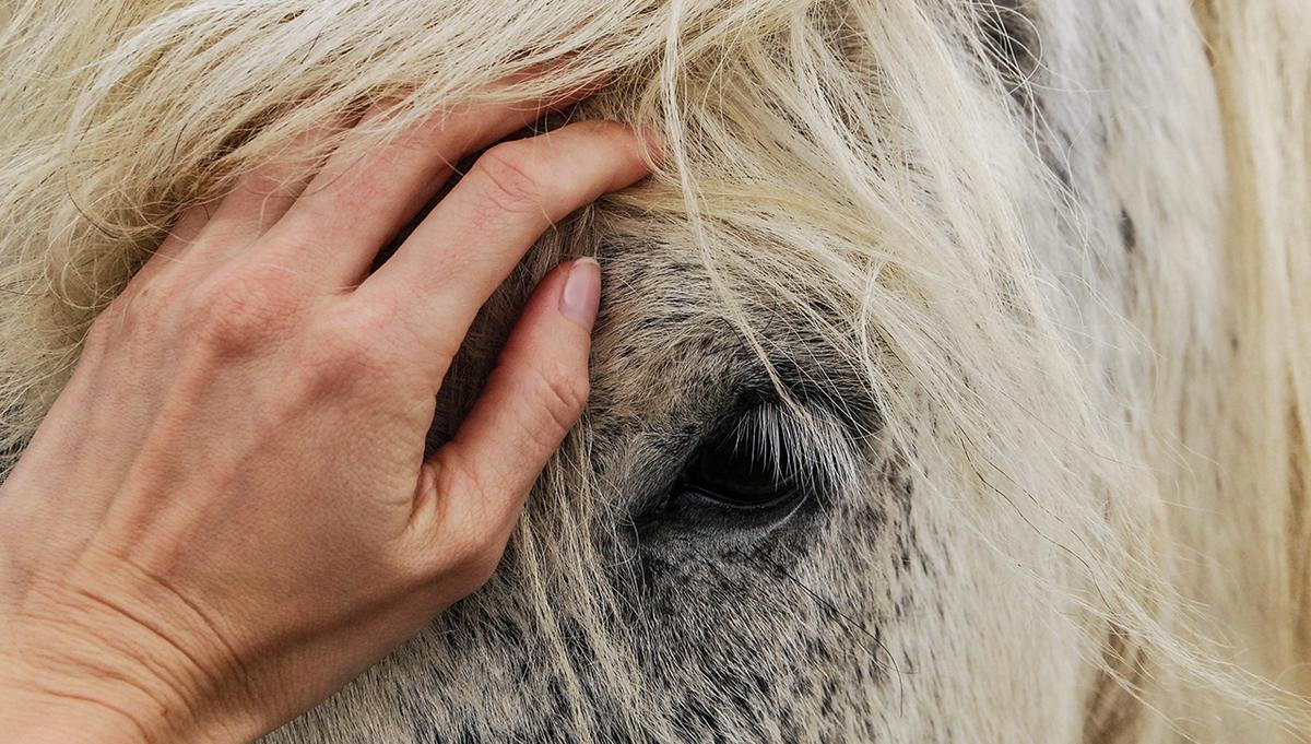 Closeup of horse being pet on the nose