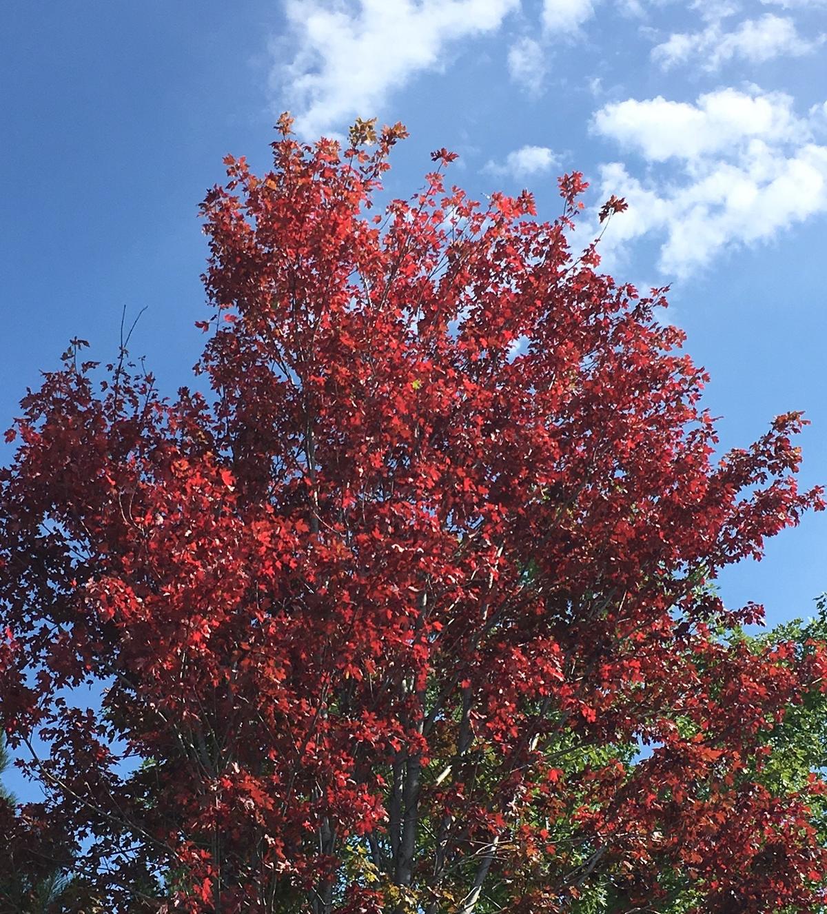 Tree with red leaves.