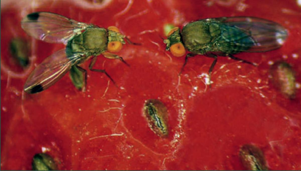 Spotted Wing Drosophila (SWD) on a strawberry