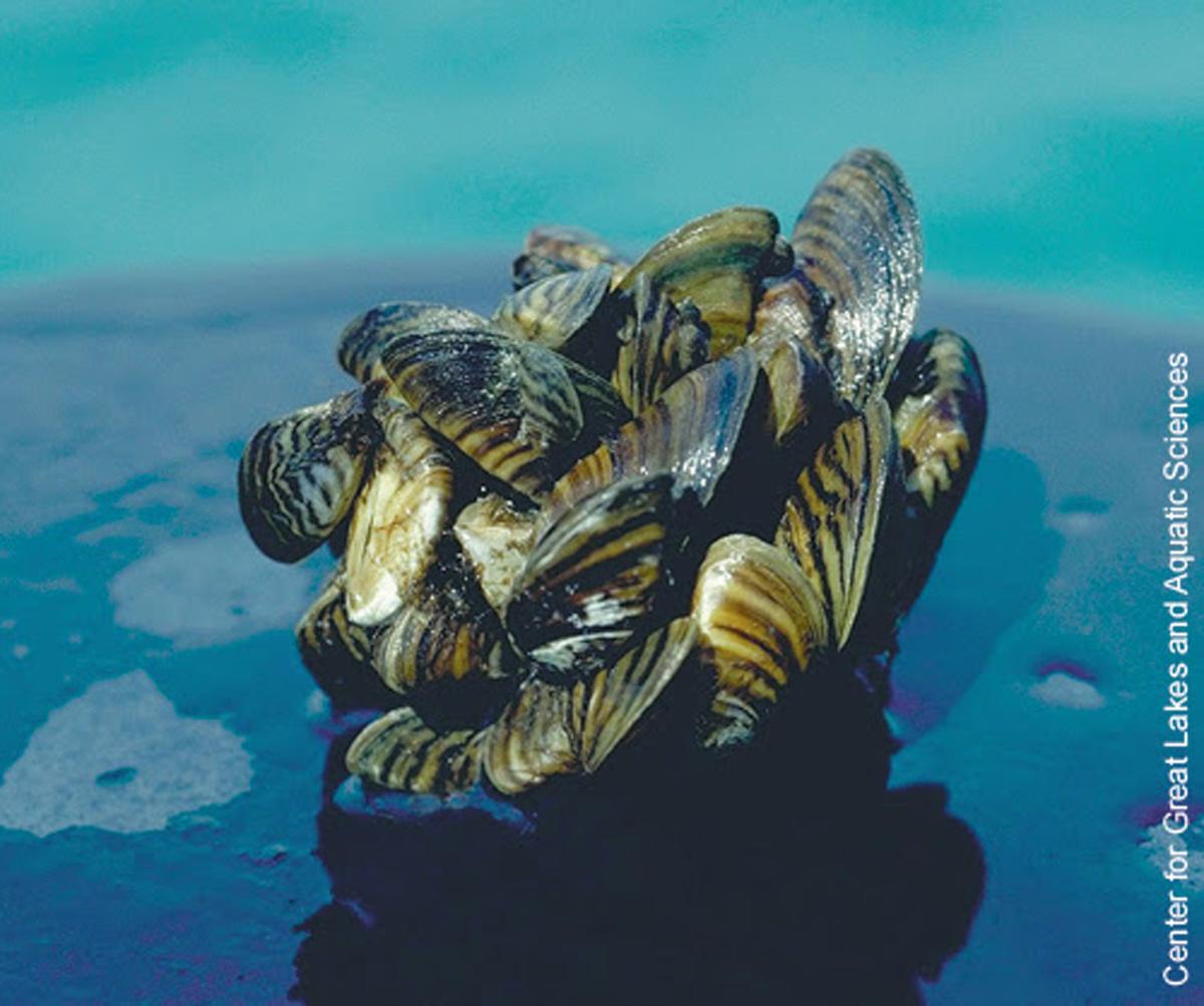 sea grant shells
