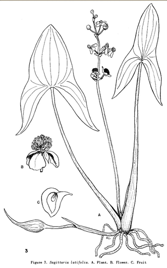 A illustration drawn by Allen Landgren of Broadleaf Arrowhead (Sagiteria Latifolia) from the book, 