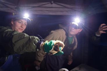 NRRI researchers with headlamps and a bat in their hand.