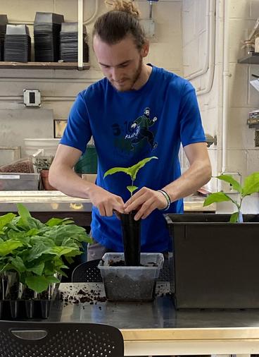 A student planting a small tree in a container, in a science lab.