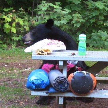 A bear visited the campsite.