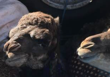 Baby camels near the Sahara desert