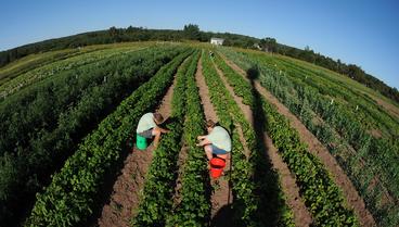 Summer image of two students picking vegetables at UMD's farm