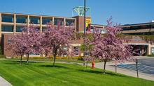 Flowering trees on the University of Minnesota Duluth campus