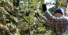 Person gathering pine boughs at Boulder Lake Environmental Learning Center